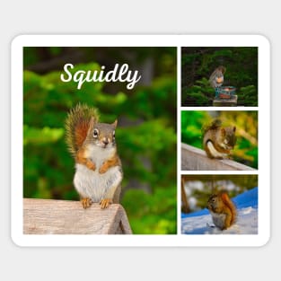 Squidly Squirrel Sticker